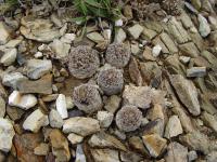 TB156_2_Rebutia_atrovirens_varieta.jpg