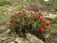 TB156_5_Austrocylindropuntia_verschaffeltii.jpg