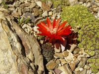 TB158_1_Rebutia_suphtutiana.jpg