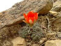 TB161_2_Rebutia_atrovirens_varieta.jpg