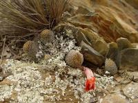 TB167_1_Rebutia_schatzliana.jpg