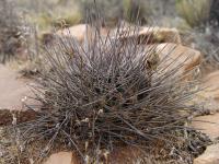 TB179_1_Lobivia_ferox_v_longispina_fma_pictiflora.jpg