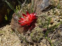 TB182_1_Sulcorebutia_tarijensis.jpg