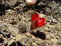 TB183_1_Rebutia_atrovirens_varieta.jpg