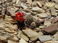 TB184_3_Rebutia_pygmaea_v_colorea.jpg