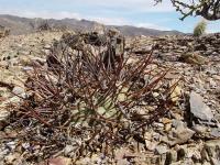 TB188_1_Gymnocalycium_armatum.jpg