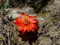 TB193_2_Rebutia_atrovirens.jpg