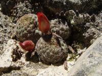 TB193_4_Rebutia_vulpina.jpg