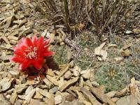 TB196_1_Sulcorebutia_pilayensis.jpg