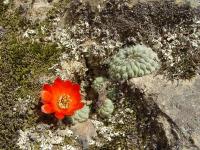 TB199_2_Rebutia_tuberosa.jpg