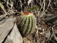 TB201_1_Parodia_pilayensis.jpg