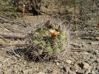 TB201_2_Gymnocalycium_pflanzii.jpg