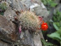 TB203_5_Rebutia_fiebrigii.jpg