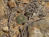 TB204_3_Rebutia_heliosa_v_theresae.jpg