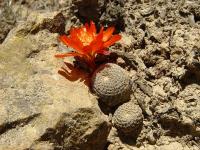 TB206_3_Rebutia_heliosa.jpg