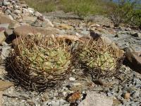 TB215_1_Gymnocalycium_cardenasianum.jpg