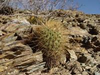 TB215_2_Parodia_fulvispina_v_brevihamata.jpg
