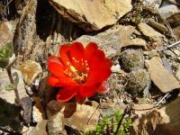 TB223_3_Rebutia_steinmannii.jpg