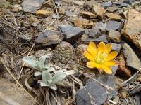 TB224_2_Rebutia_pygmaea_v_diersiana_fma_rutiliflora.jpg