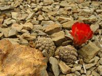TB226_3_Rebutia_pygmaea_fma_gracilispina.jpg