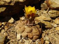 TB229_3_Weingartia_neumaniana.jpg