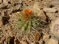 TB230_2_Parodia_maassii.jpg