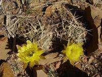 TB231_1_Lobivia_pugionacantha.jpg