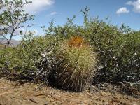 TB238_3_Parodia_obtusa.jpg