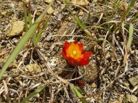 TB249_2_Sulcorebutia_kruegerii_v_hoffmanniana.jpg