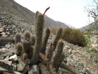 TB251_2_Cleistocactus_acanthurus_ssp_pallatus.jpg