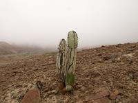 TB253_4_Neoraimondia_arequipensis_ssp_roseiflora.jpg