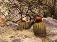 TB254_1_Melocactus_peruvianus.jpg