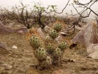 TB254_2_Cumulopuntia_sphaerica.jpg