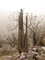 TB254_3_Weberbauerocereus_rauhii.jpg