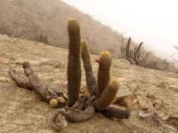 TB254_4_Cleistocactus_clavispinus_fma_ferrugineus.jpg