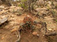 TB255_3_Cumulopuntia_ignota.jpg