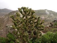 TB257_5_Austrocylindropuntia_exaltata.jpg