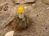 TB261_6_Islaya_copiapoides.jpg