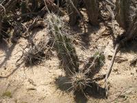 TB262_4_Corryocactus_aureus.jpg