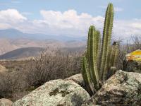 TB262_5_Corryocactus_brevistylus.jpg