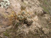 TB263_3_Cumulopuntia_ignota.jpg