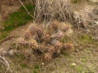 TB263_4_Cumulopuntia_corotilla.jpg
