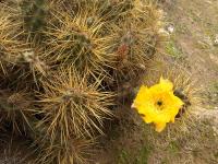TB263_5_Tunilla_soehrensii.jpg