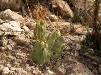 TB269_2_Cumulopuntia_ignescens.jpg