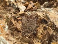 TB271_1_Neowerdermannia_chilensis_ssp_peruviana.jpg