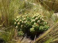 TB282_4_Austrocylindropuntia_flocossa_fma_tephrocactoides.jpg