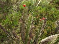 TB284_2_Corryocactus_erectus.jpg