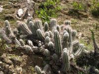 TB294_2_Oreocereus_doelzianus_ssp_calvus.jpg