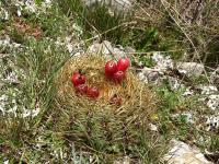TB297_1_Oroya_peruviana_fma_acollana.jpg