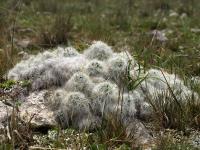 TB297_2_Austrocylindropuntia_flocossa.jpg